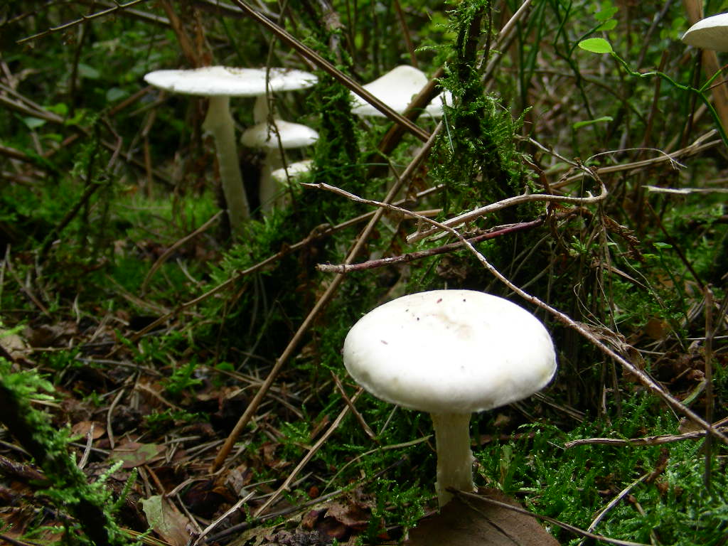Amanita virosa (Lamark) Bertillon